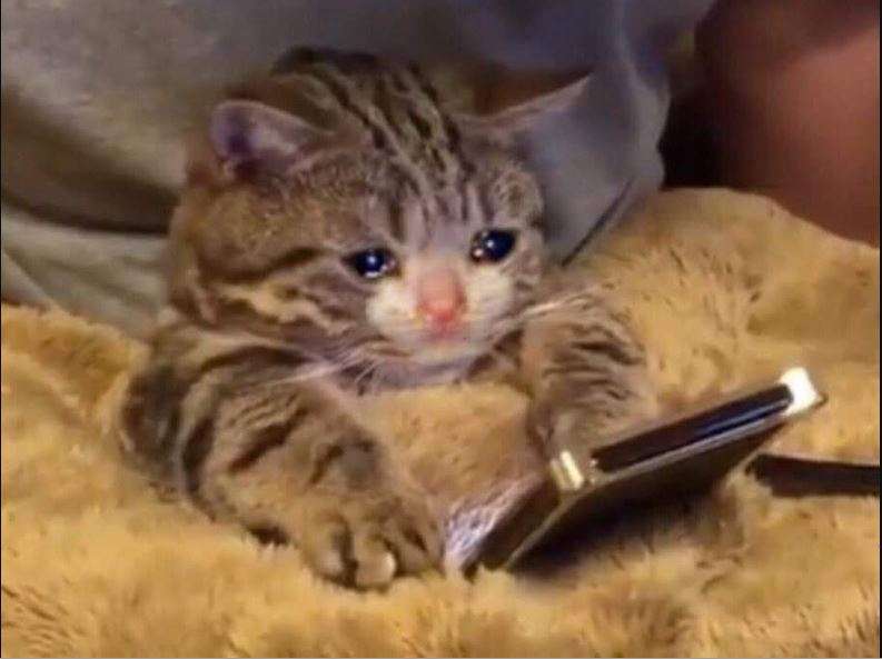 Dato inútil, somos más tragones que amantes de los gatitos (gatito en la lloración)