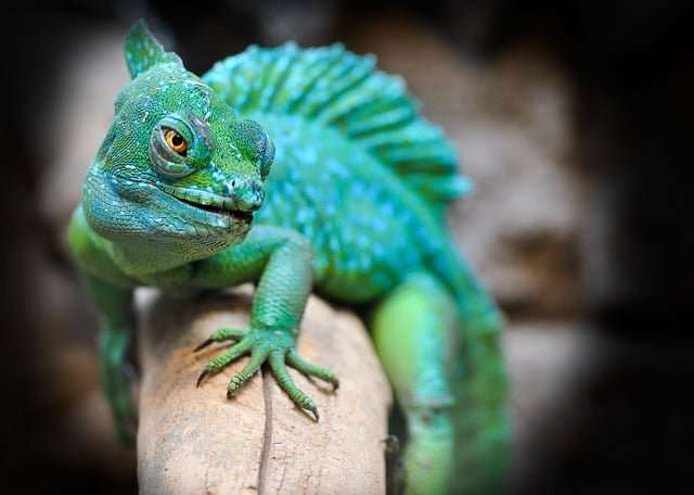 Reptil en rama