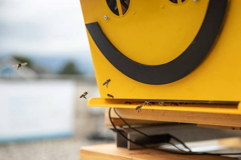 Abejas en el Abejómetro