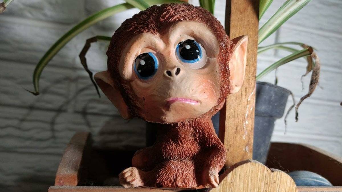 ¿Blue Mondey es verdad? - Chango triste