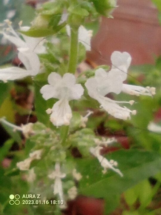 Flor de Albahaca tomada con Macro de Aura Z