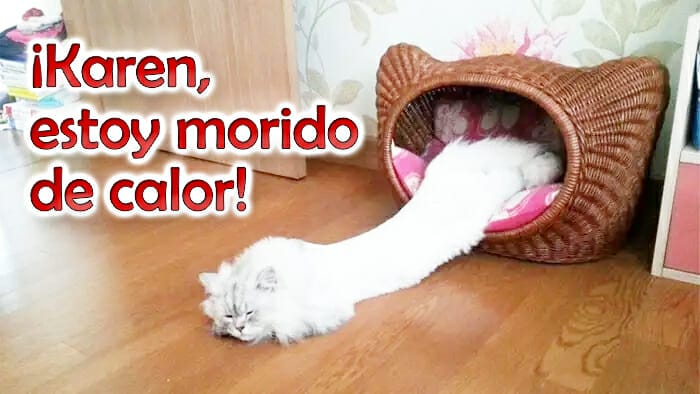 Gato derretido por calor