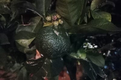 Fotografía de Naranja verde tomada con el moto g13