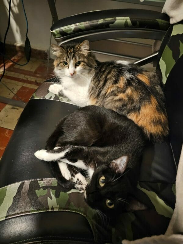 Gatos descansando, fotografía con el Moto G53