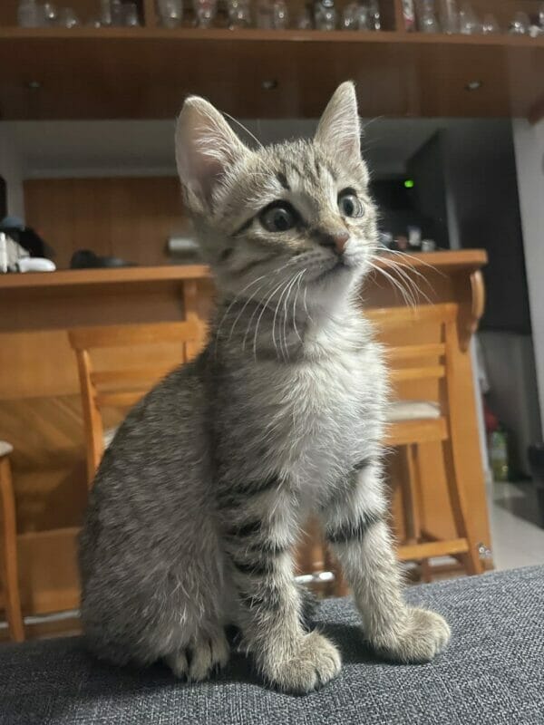 Gato sentado, fotografía con el l Moto G53