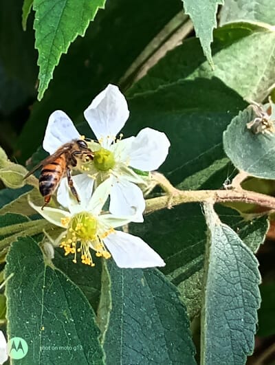 Fotografía de una abeja, tomada con el moto g13