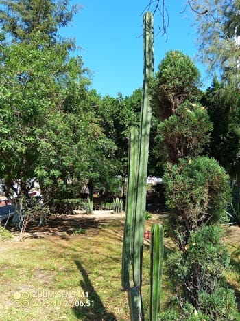 Cactus, Zuum Sens M1