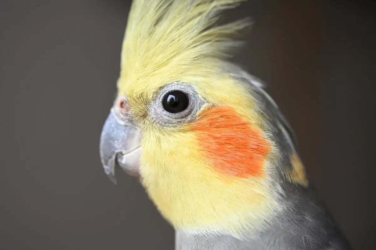 Nikkor Z DX MC 35mm f/1.7